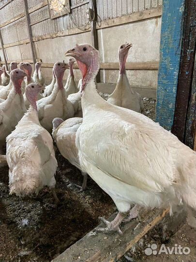 Индюки подрощеные