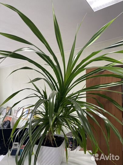 Комнатные растения цветы большие