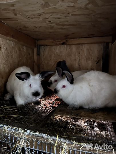 Кролики калифорния