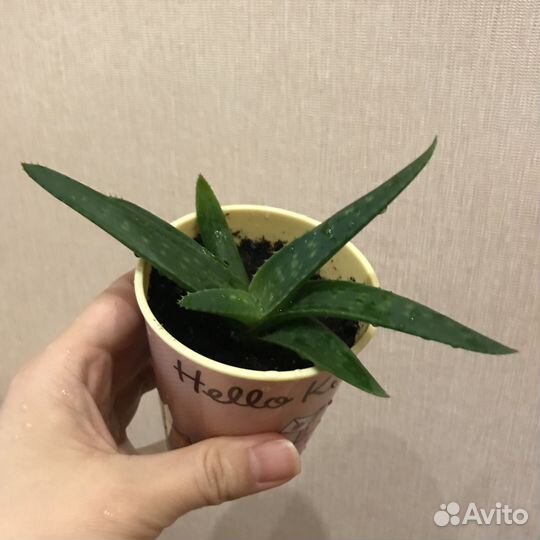 Продам алоэ