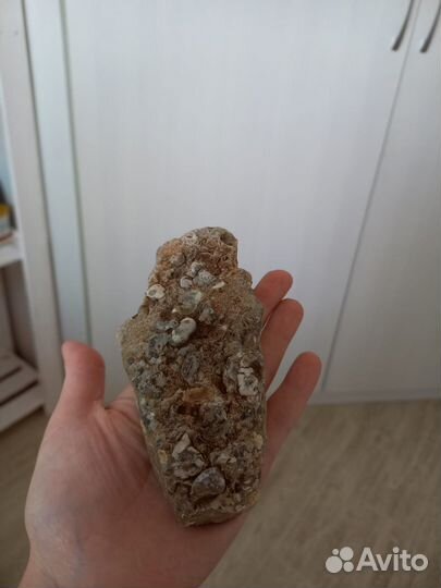 Окаменелости