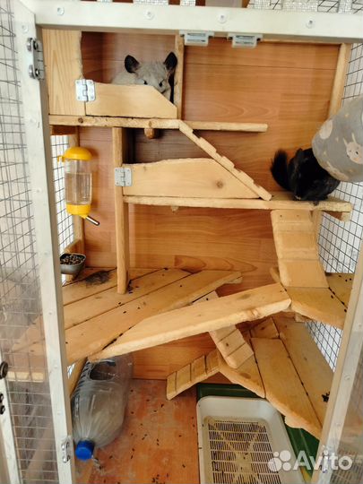 Шиншиллы с клеткой и всем что им необходимо