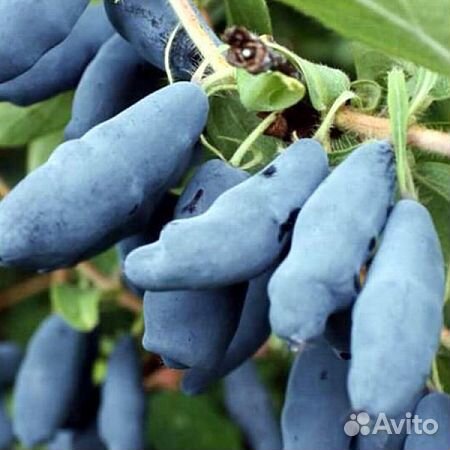 Жимолость съедобная