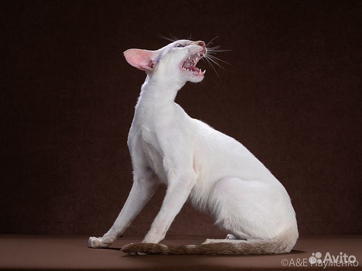 Ориентальный котик