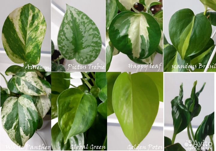 Ароидные сортовые