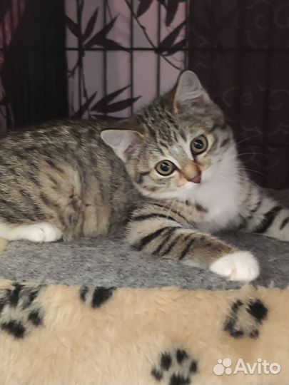 Котенок девочка