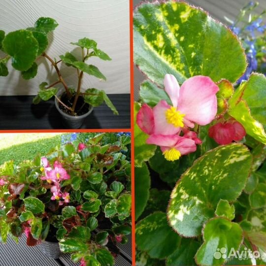 Бегония соления, Шардоне, вечноцветущая