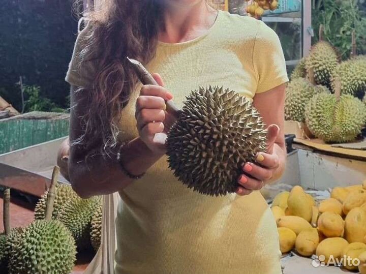 Семена Дуриана Монтонг/Коньяо