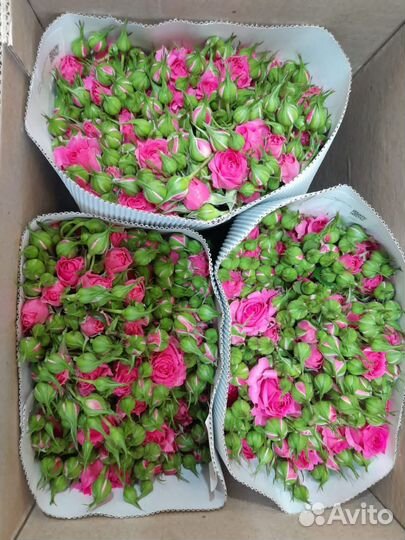 Розы оптом и в розницу. кустовые розы