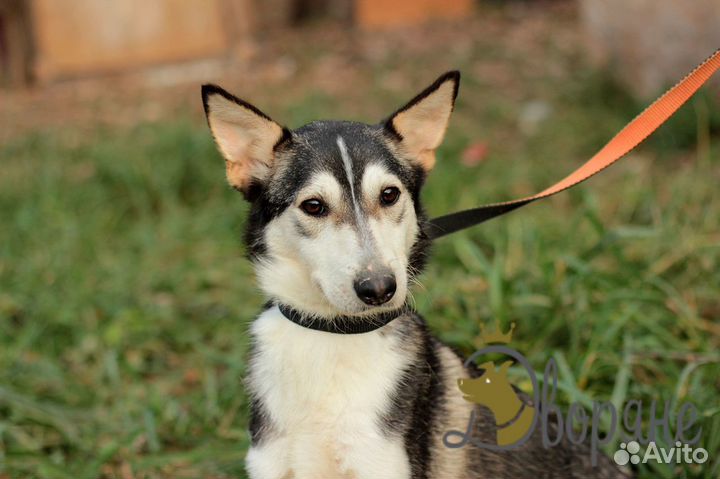 Восхитительная Адель