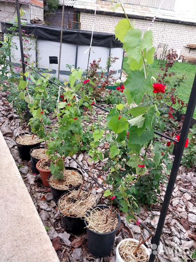 Саженцы винограда сомерсет сидлис