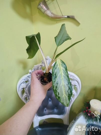 Череночки-черенки)