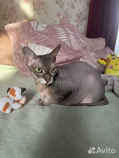 Продам кошку сфинкса