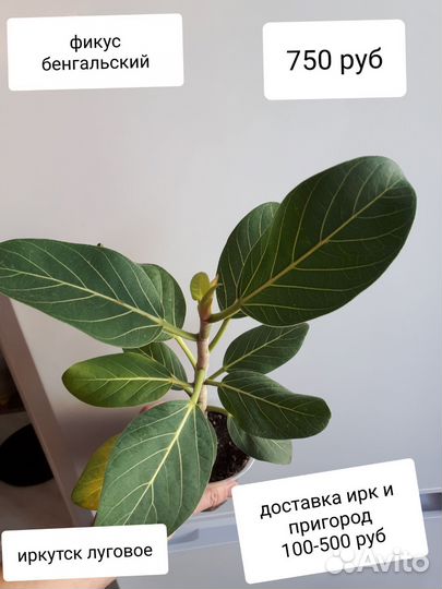 Комнатные растения