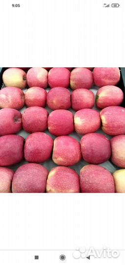 Саженцы яблони 2 метра