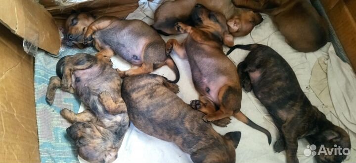 Щенки таксы