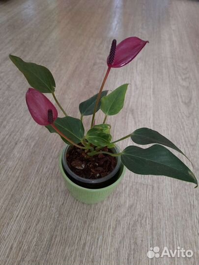 Антуриум Зизу