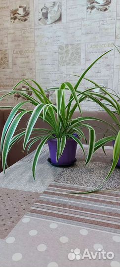 Хлорофитум