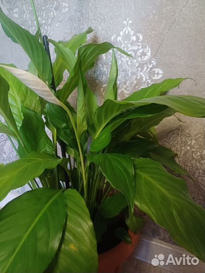 Цветы для дома и офиса