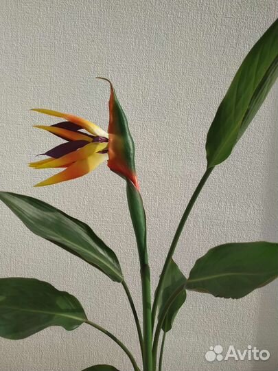 Стрелиция цветок