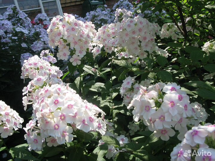 Хосты, пионы, ежевика,флоксы, гортензия, смородина