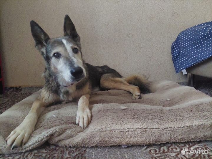 Старушка Лиза