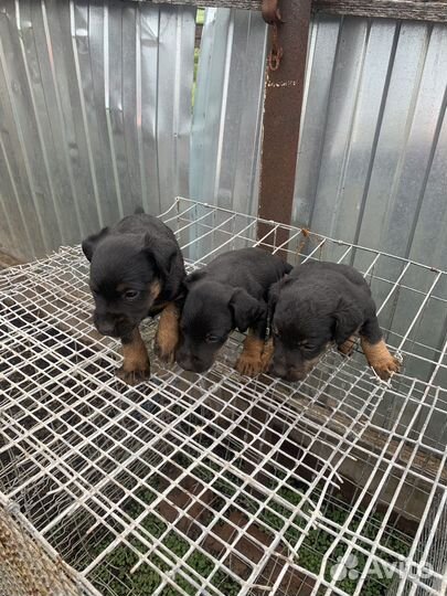 Щенки ягдтерьера