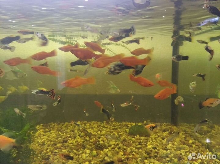 Аквариумные рыбки (своя разводная)