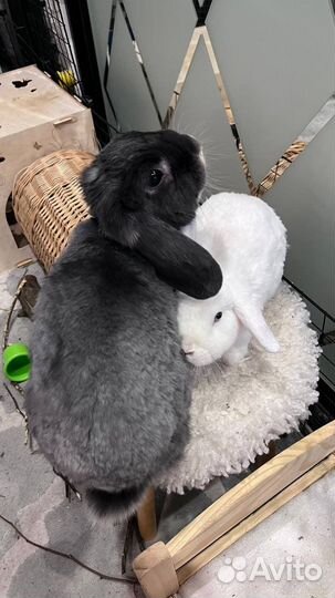 Декоративные кролики. Ищу заботливые руки