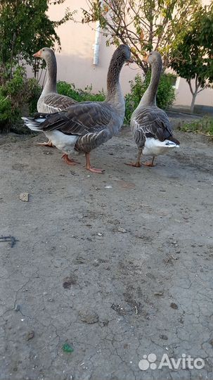 Крупные серые гуси
