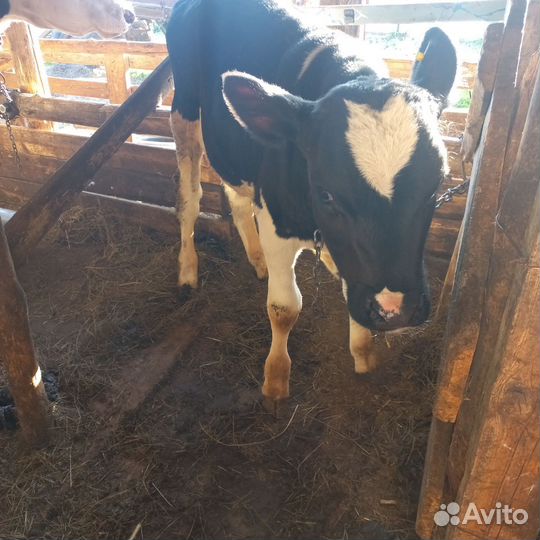 Бычки и быки