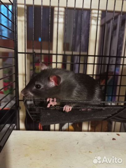 Крысята самцы 150