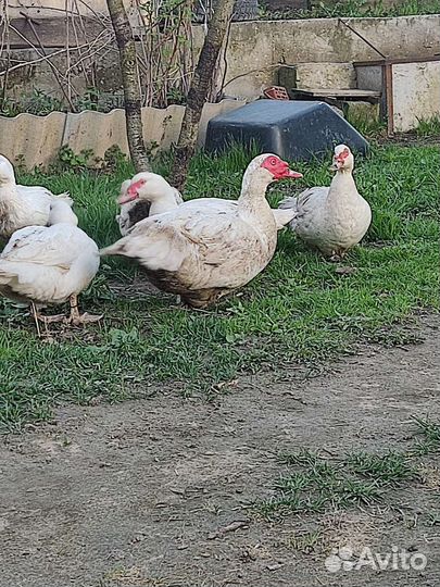 Утята мускусной утки (Гримо)