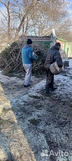 Спил деревьев