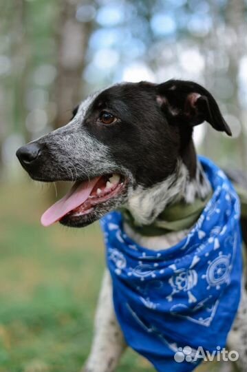 Собака в добрые руки щенок мальчик из приюта