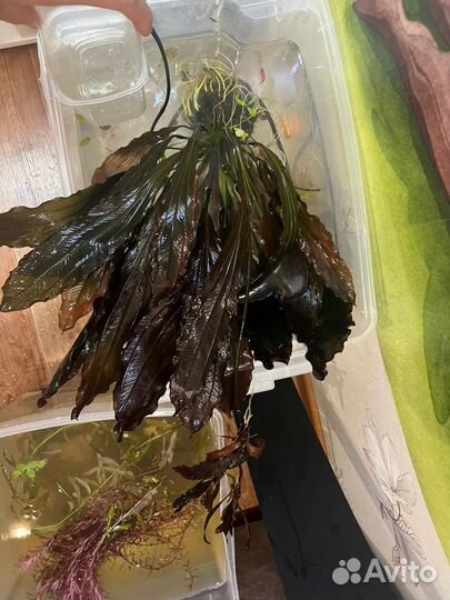 Аквариумные растения