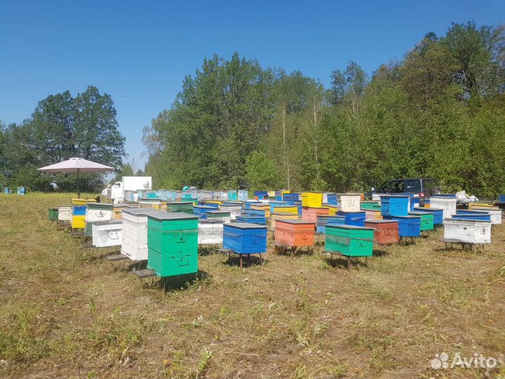 Мед гречишный