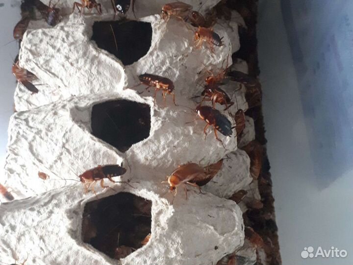 Кормовые насекомые