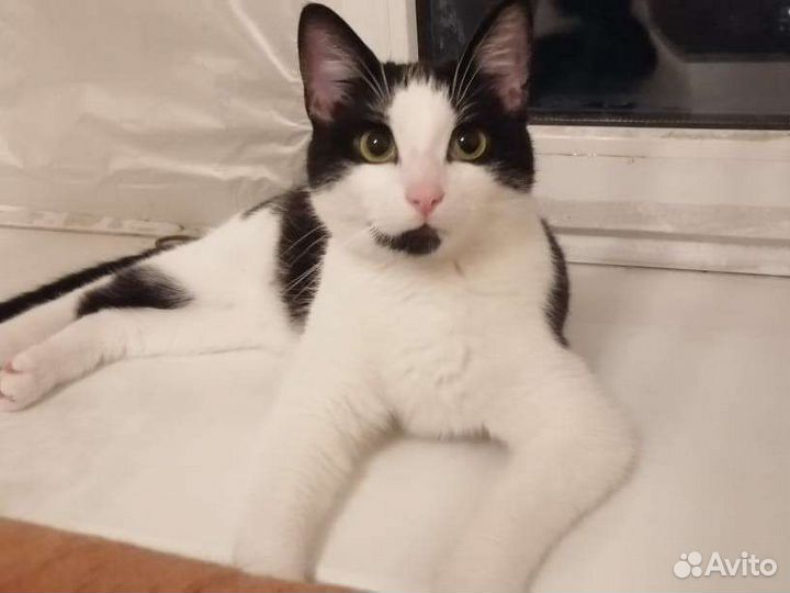 Котик Оскар
