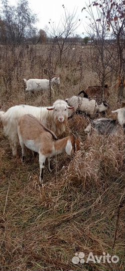 Козлы на племя