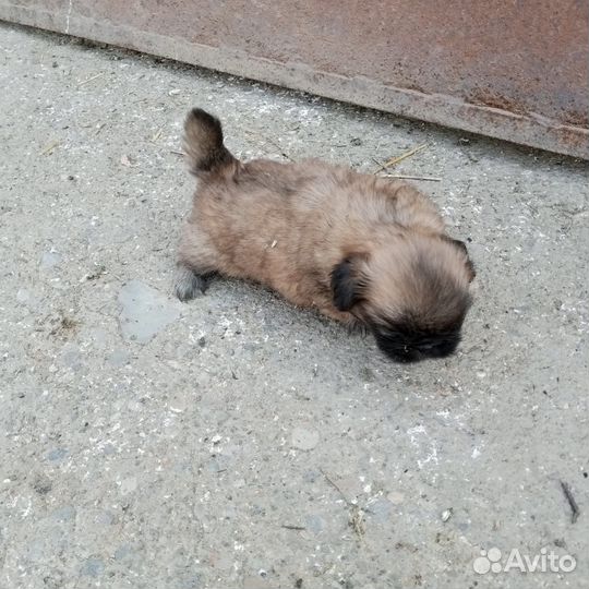 Щенки пекинеса