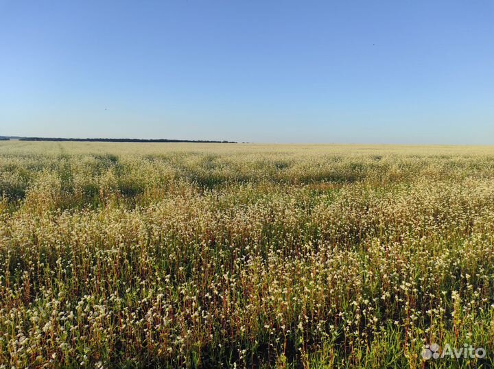 Продам натуральный гречишный мед