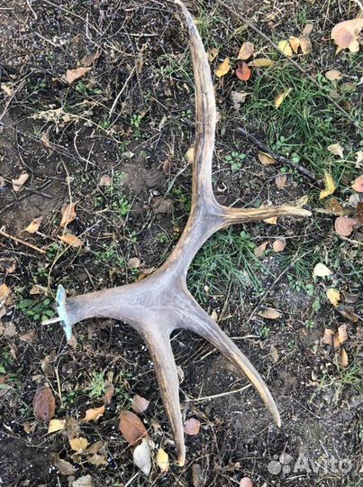 Рога лося(вешалка)