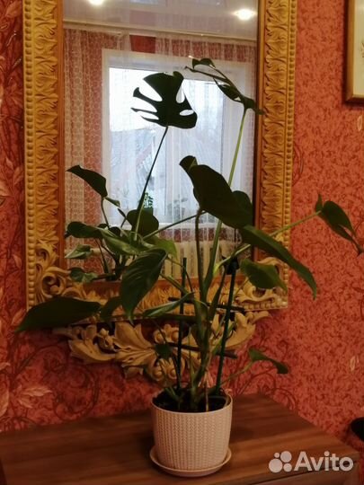 Монстера делициоза