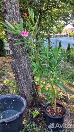 Олеандр махровый