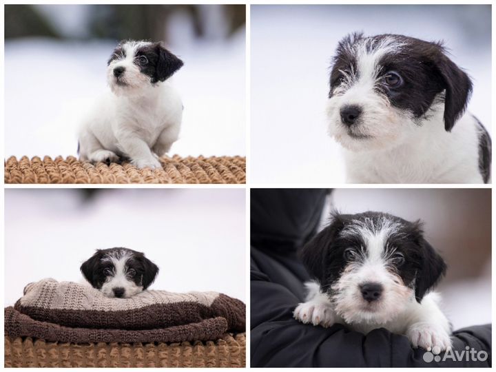 Щенки от Чемпионов