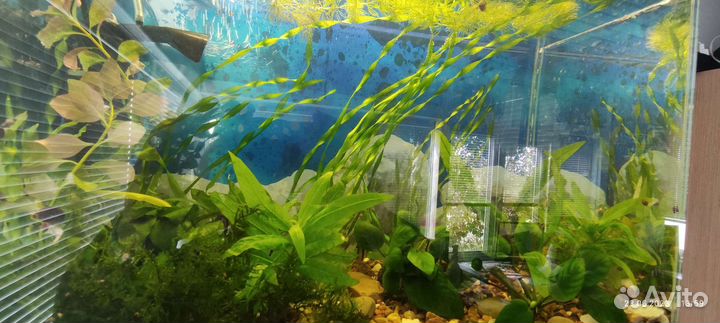 Аквариумные растения