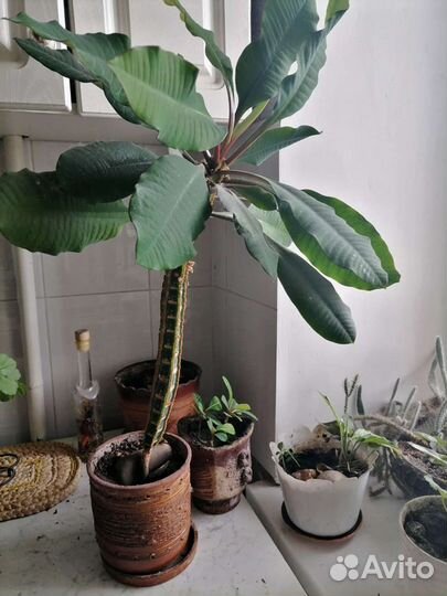 Цветы. Фикус бенджамина большой и другие