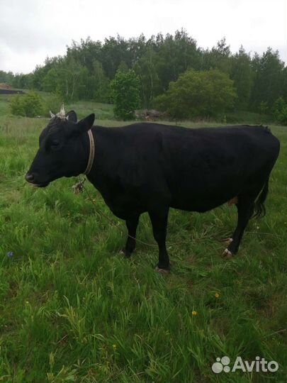 Продажа домашних животных