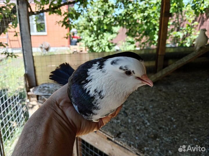 Голуби павлины